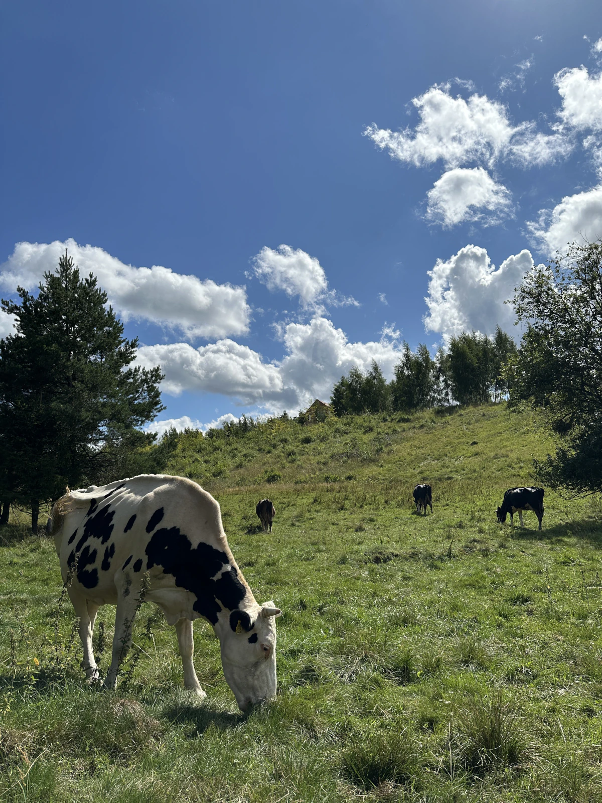 Galeria #30